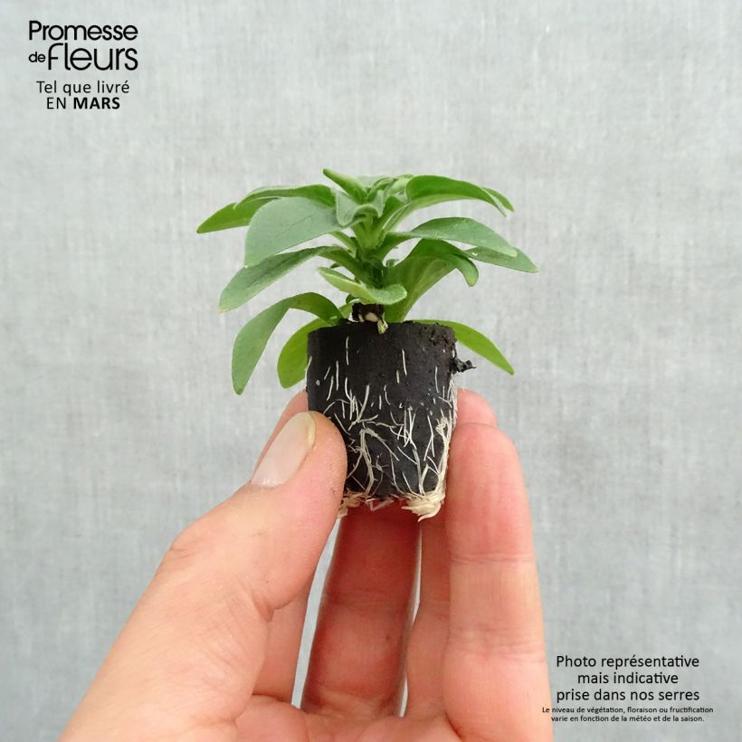 Example of Pétunia Surfinia Deep Red rouge foncé Mini-mot Ø 3/4 cm as you get in printemps