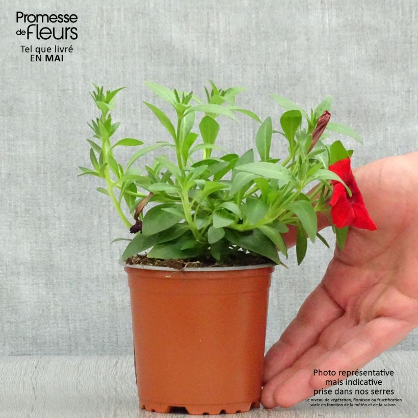 Example of Pétunia Surfinia Deep Red rouge foncé Kweekpotje van 8/9 cm as you get in printemps
