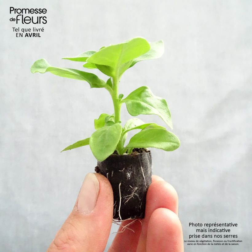 Exemplaar van Petunia Surfinia Double Lilac - Hangpetunia Mini-mot Ø 3/4 cm zoals geleverd in de lente