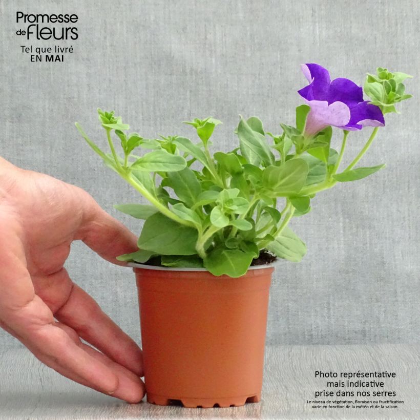 Example of Petunia Surfinia Giant Blue - Hangpetunia Kweekpotje van 8/9 cm as you get in printemps