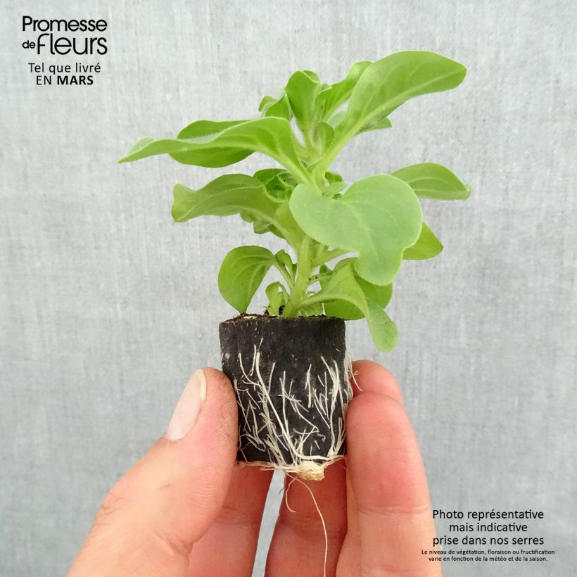 Example of Pétunia Surfinia Heavenly Blue Mini-mot Ø 3/4 cm as you get in printemps