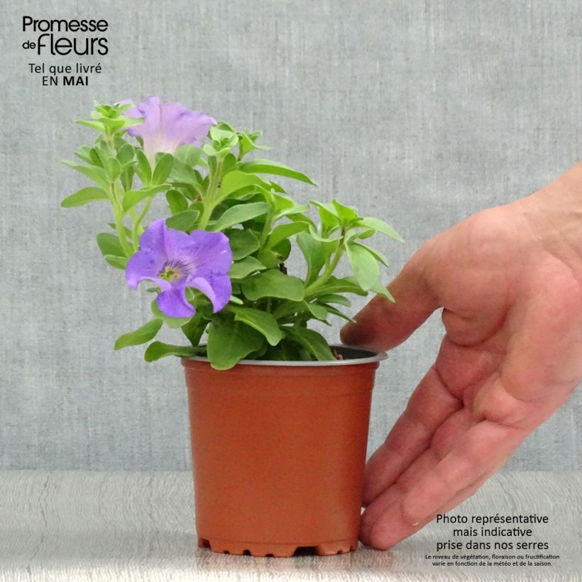 Example of Pétunia Surfinia Heavenly Blue Kweekpotje van 8/9 cm as you get in printemps