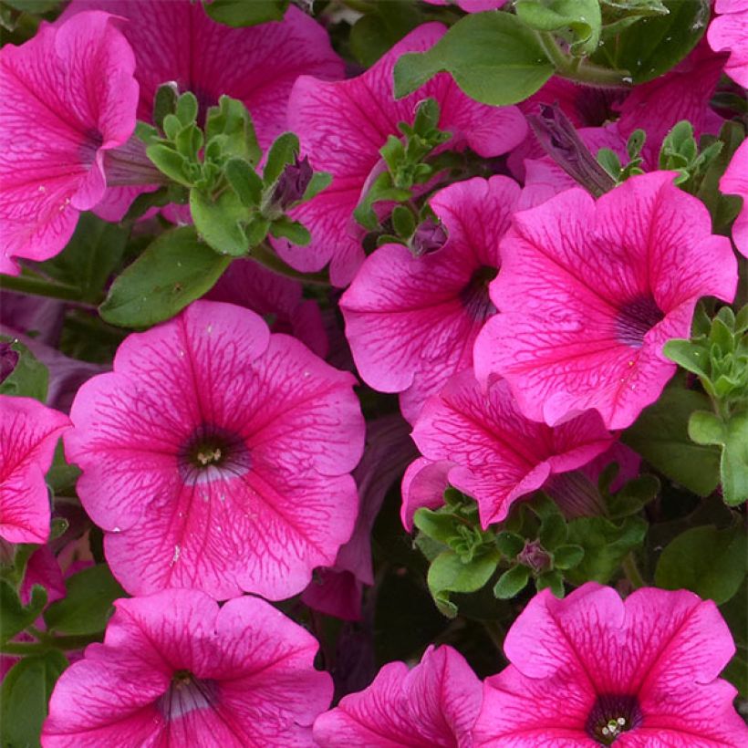 Petunia Surfinia Hot Pink - Hangpetunia (Flowering)