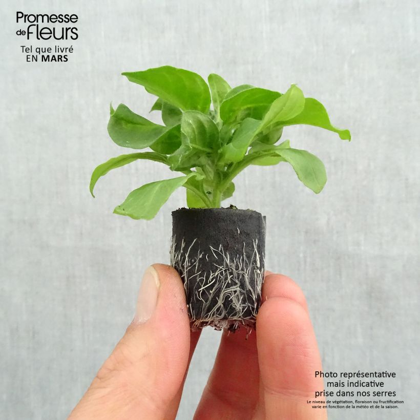 Example of Pétunia Surfinia Hot Pink rose vif Mini-mot Ø 3/4 cm as you get in printemps