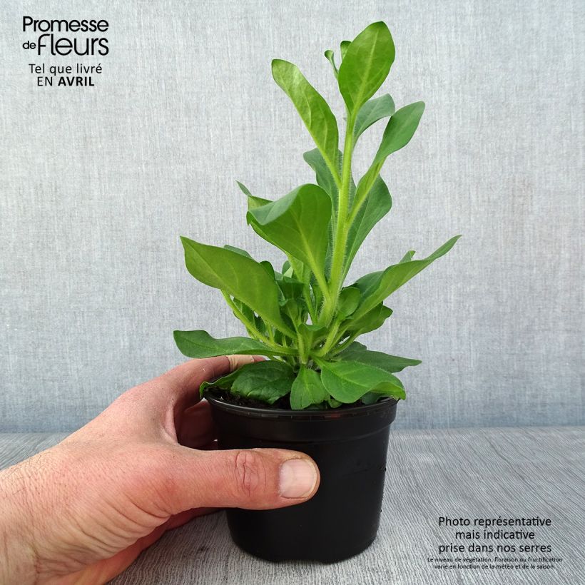 Example of Pétunia Surfinia Hot Pink rose vif Pot van 10 cm/11 cm as you get in printemps