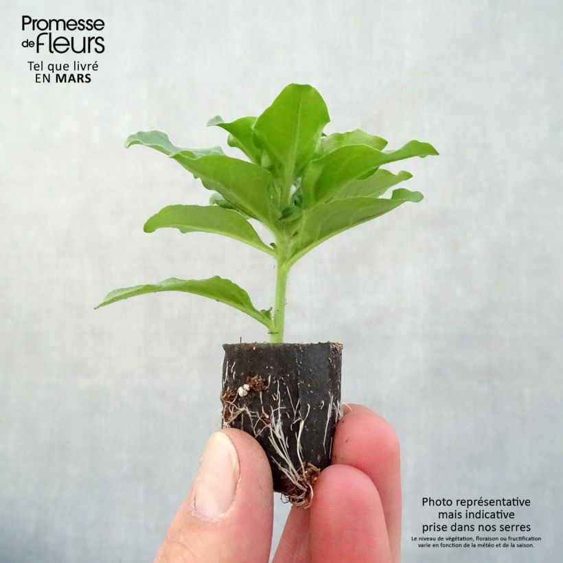 Example of Pétunia Surfinia Purple Mini-mot Ø 3/4 cm as you get in printemps