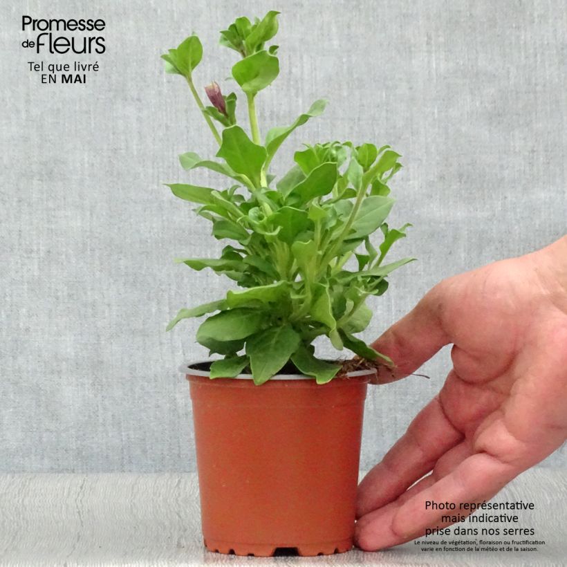 Example of Pétunia Surfinia Purple Kweekpotje van 8/9 cm as you get in printemps