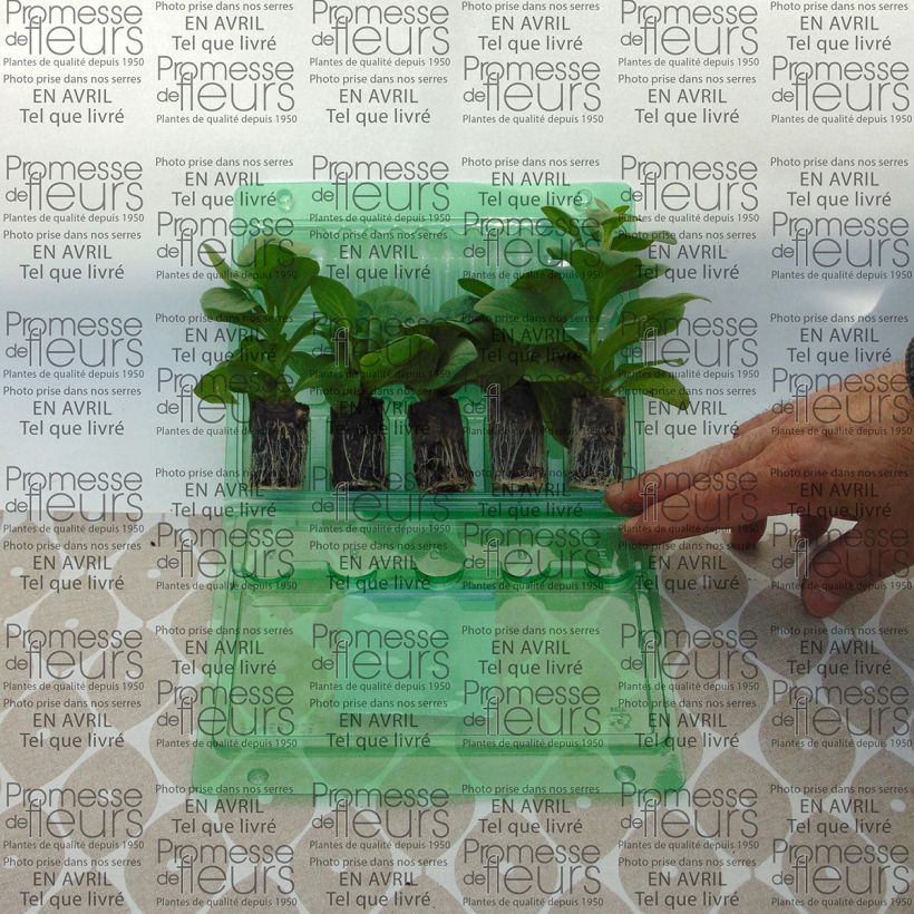 Voorbeeld van een exemplaar van Petunia Surfinia Sky Blue - Hangpetunia Mini-mot Ø 3/4 cm zoals geleverd