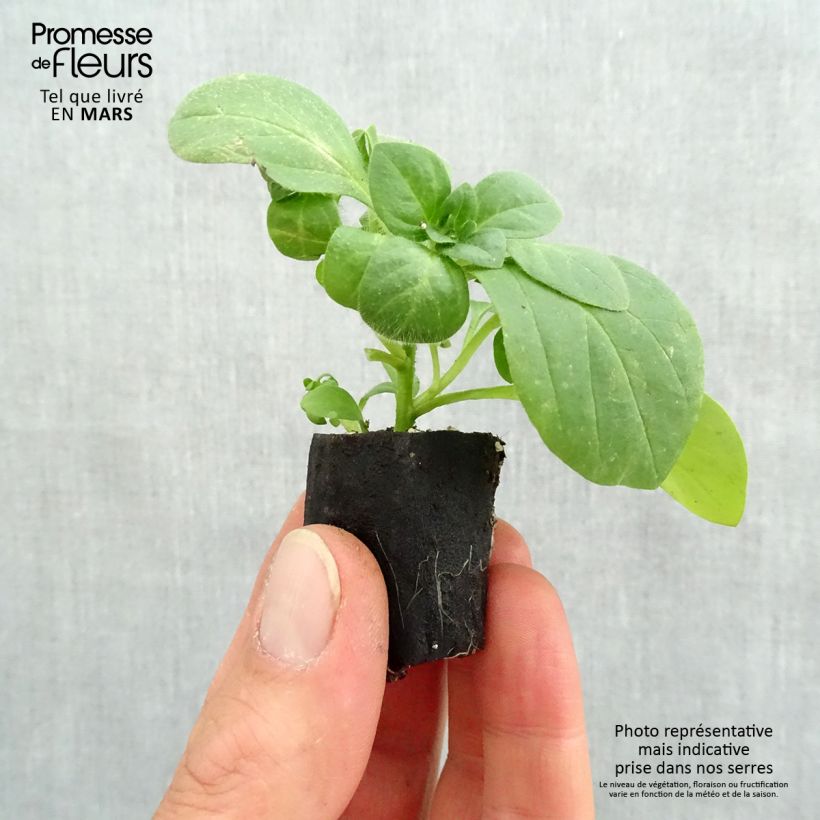 Example of Pétunia Surfinia Snow blanc Mini-mot Ø 3/4 cm as you get in printemps