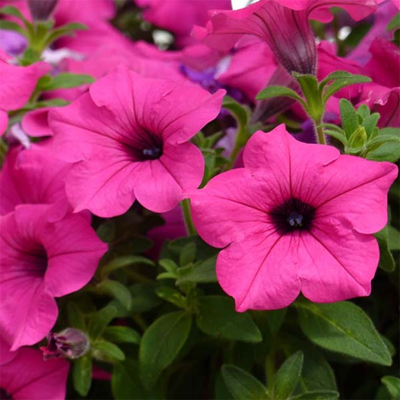 Petunia Surfinia Sumo Roze - Hangpetunia (Flowering)