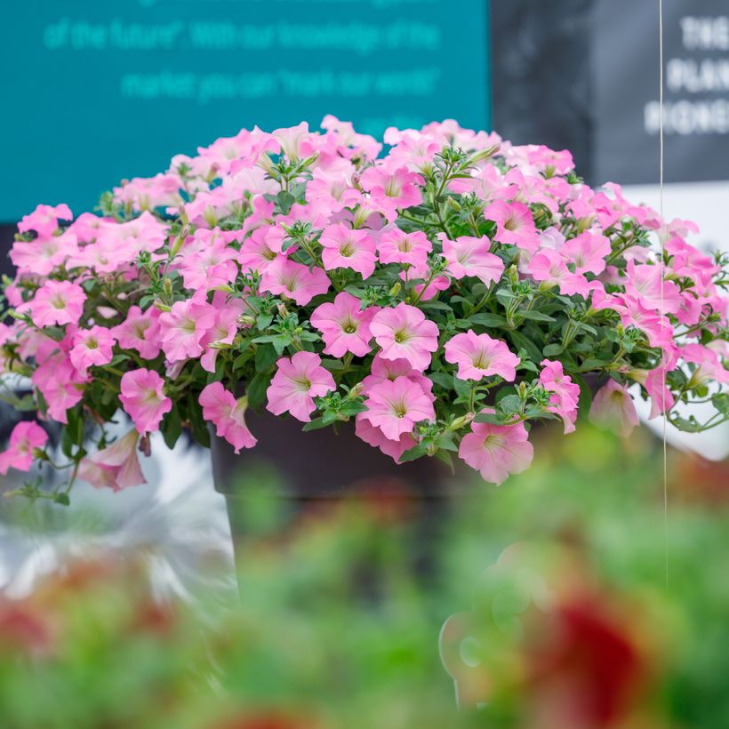 Petunia Surfinia Trailing Big Pink - Hangpetunia (Groeiplaats)