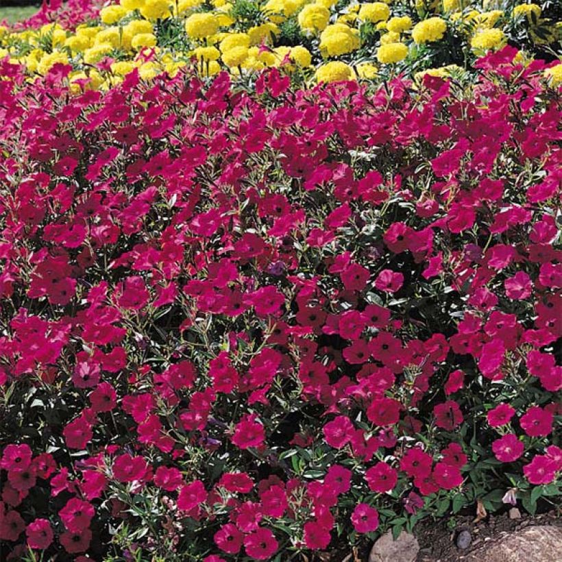 Petunia Tidal Wave F1 Cherry - Hangpetunia (Flowering)