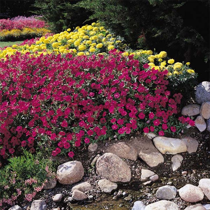 Petunia Tidal Wave F1 Cherry - Hangpetunia (Plant habit)