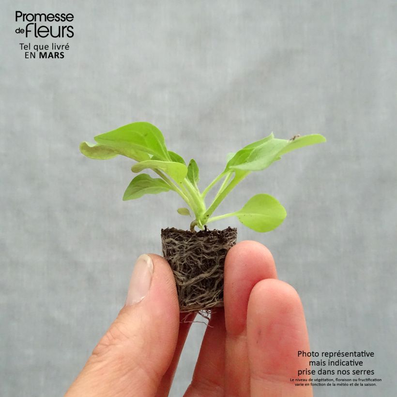 Example of Pétunia Tidal Wave F1 Cherry Mini-mot Ø 3/4 cm as you get in printemps