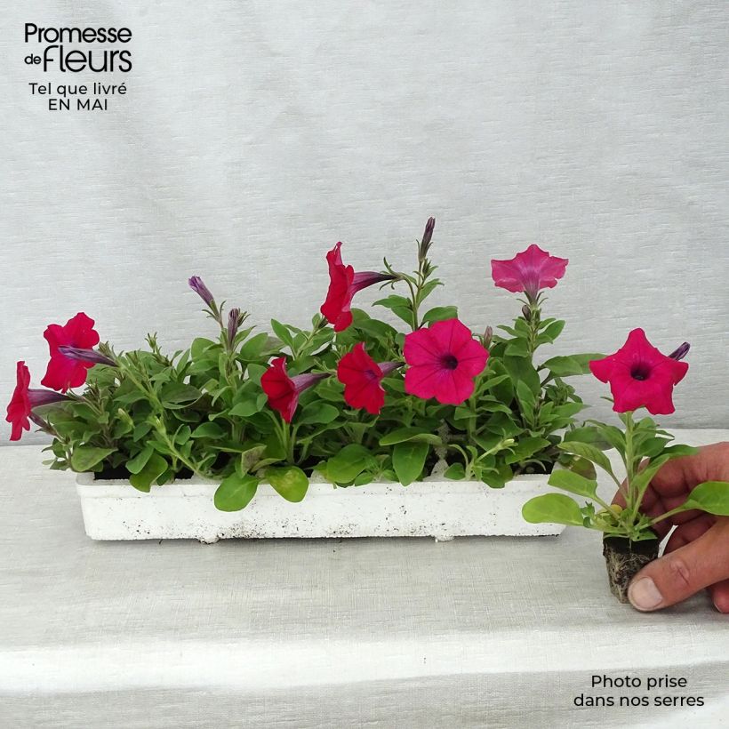 Example of Pétunia Tidal Wave F1 Cherry Kluitplant: kluit 3,8 cm x 3,2 cm in een tray voor 16 planten as you get in printemps