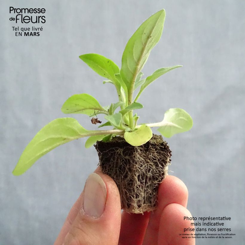 Example of Petunia Tidal Wave F1 Silver - Hangpetunia Kluitplant: kluit 3,8 cm x 3,2 cm in een tray voor 16 planten as you get in printemps