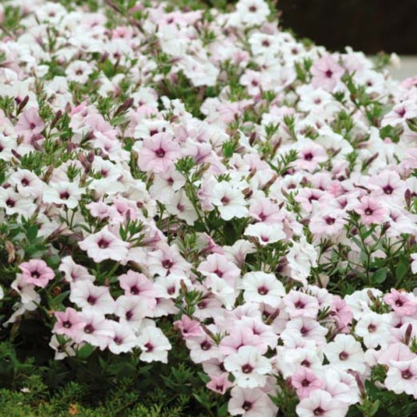 Petunia Tidal Wave F1 Silver - Hangpetunia (Flowering)