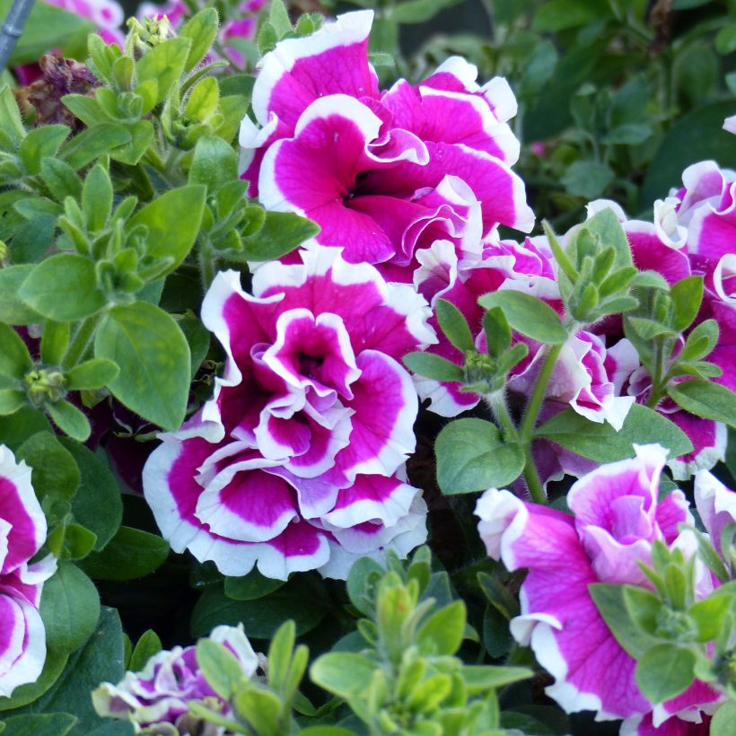 Petunia Tumbelina Anna - Hangpetunia dubbel roze en wit (Flowering)