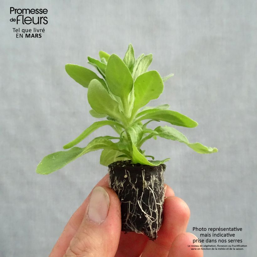 Example of Pétunia Tumbelina Anna double rose et blanc Mini-mot Ø 3/4 cm as you get in printemps