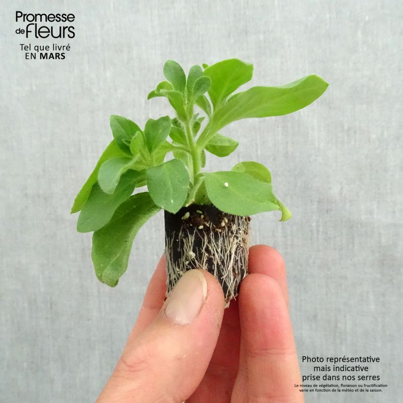 Example of Pétunia Tumbelina Candyfloss double rose foncé Mini-mot Ø 3/4 cm as you get in printemps