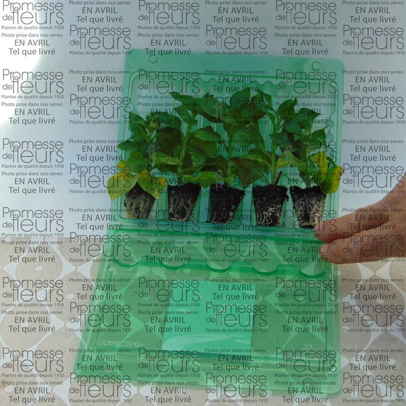 Example of Petunia Tumbelina Cherry Ripple - Pétunia double Mini-mot Ø 3/4 cm as you get