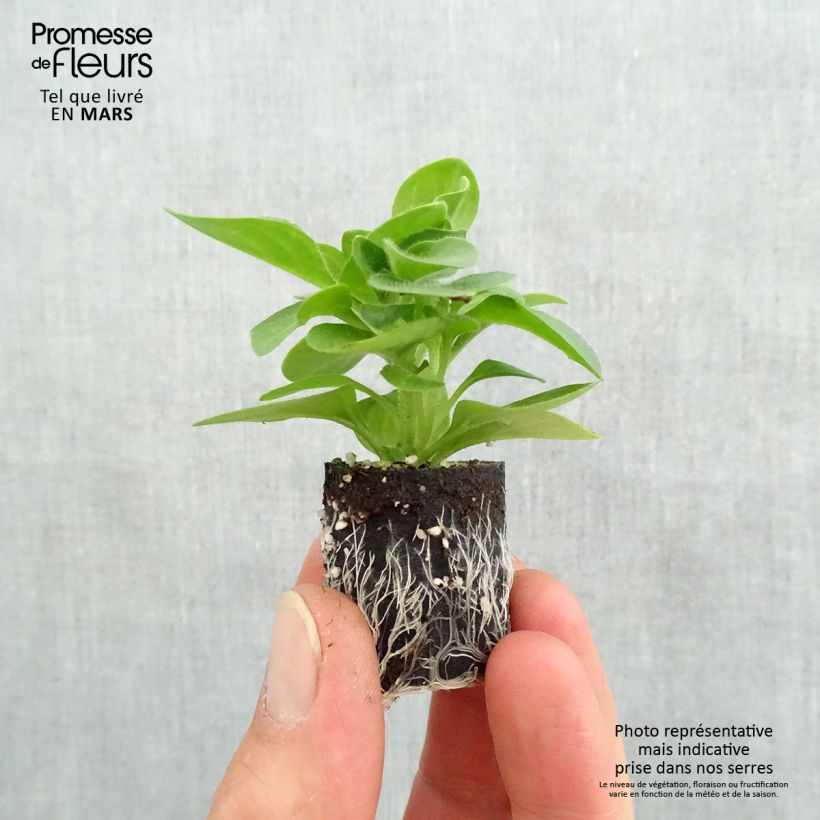 Example of Petunia Tumbelina Priscilla - Hangpetunia dubbel lavendel geaderd Mini-mot Ø 3/4 cm as you get in printemps