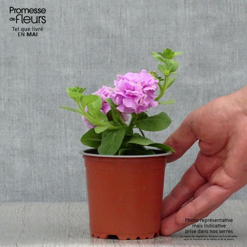 Example of Petunia Tumbelina Priscilla - Hangpetunia dubbel lavendel geaderd Kweekpotje van 8/9 cm as you get in printemps