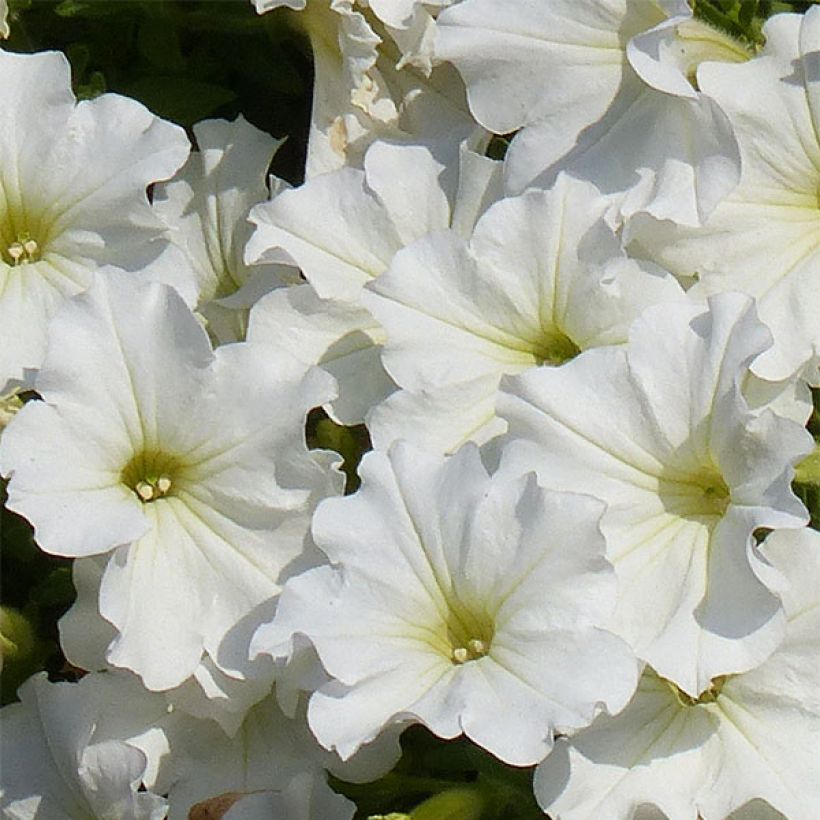Petunia Surfinia Snow Wit - Hangpetunia (Flowering)