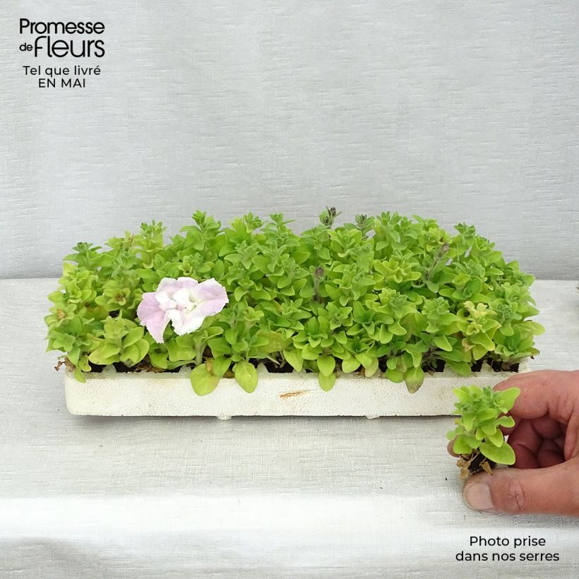 Example of Pétunia double Cassandra Mix Minimotte: kluitje van 2,2 cm x 2 cm in kweekplaat per 35 stuks as you get in printemps