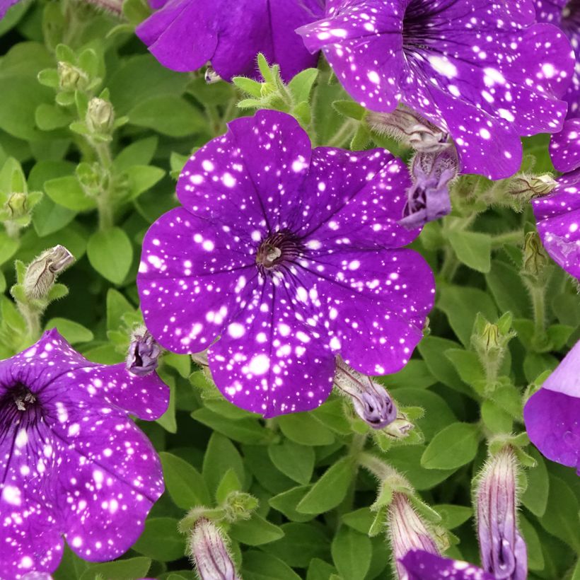 Petunia Splash Dance Bolero Blue - Hangpetunia (Bloei)