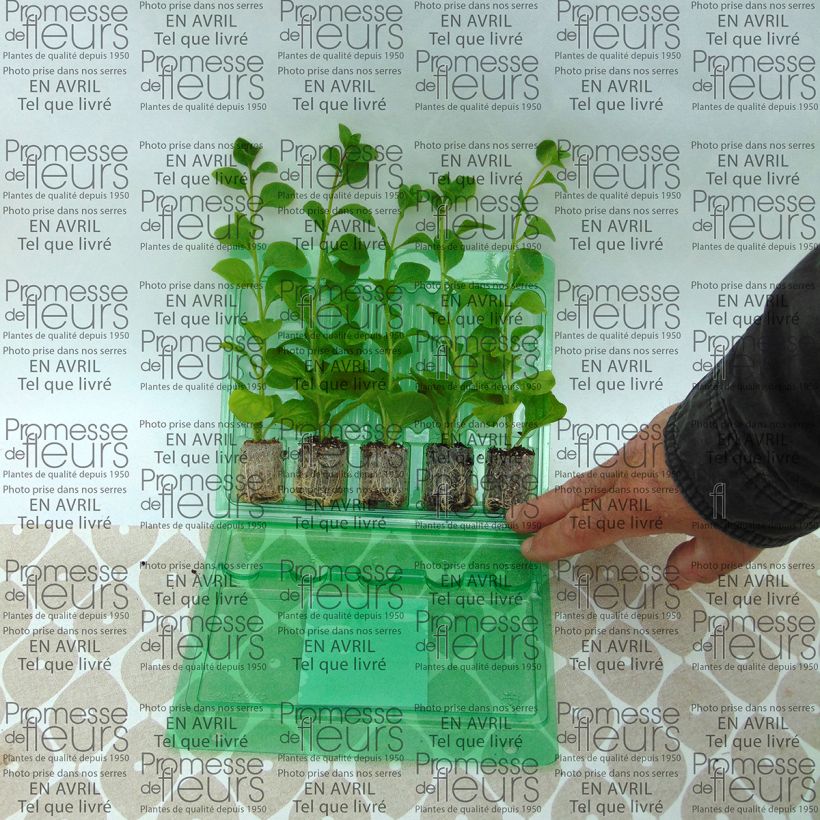 Voorbeeld van een exemplaar van Petunia Conchita Azur - Hangpetunia Mini-mot Ø 3/4 cm zoals geleverd