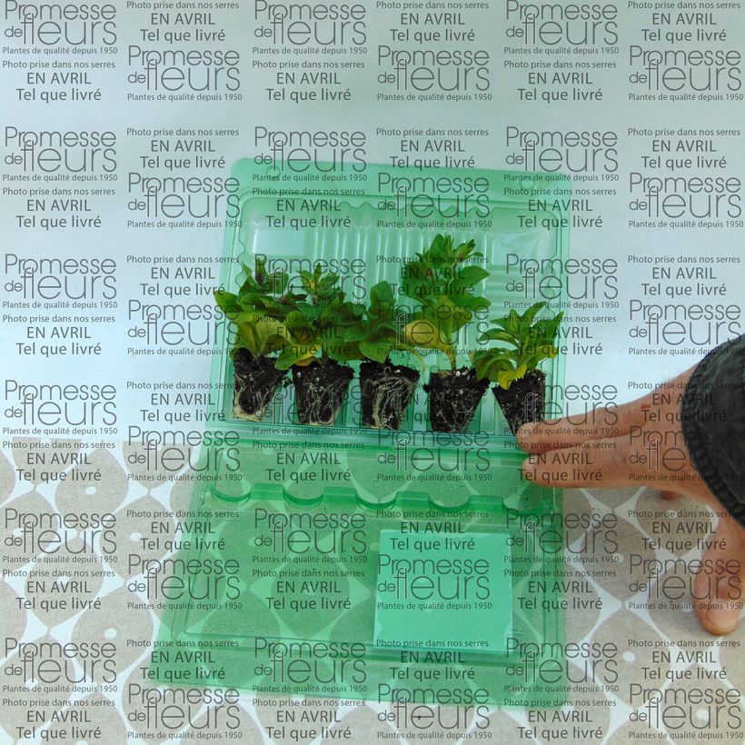 Voorbeeld van een exemplaar van Petunia Tumbelina Maria - Hangpetunia dubbel azuurblauw Mini-mot Ø 3/4 cm zoals geleverd