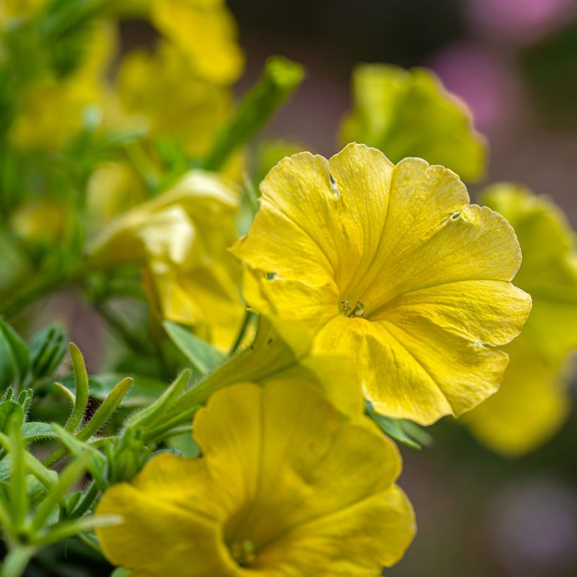 Petunia Capella Hello Yellow - Hangpetunia (Flowering)