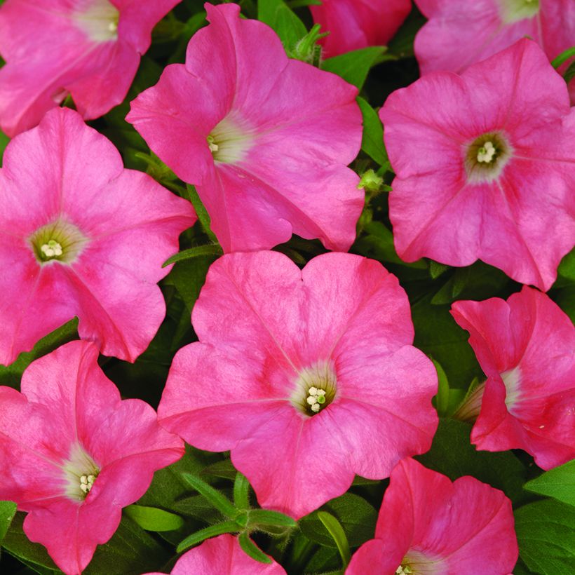 Petunia Easy Wave F1 Coral Reef (zaad) - Hangpetunia (Bloei)