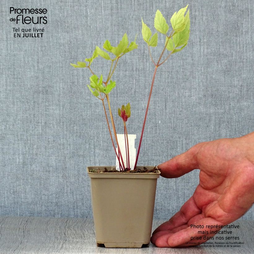 Exemplaar van Peucedanum verticillare - Varkenskervel Kweekpotje van 8/9 cm zoals geleverd in de zomer