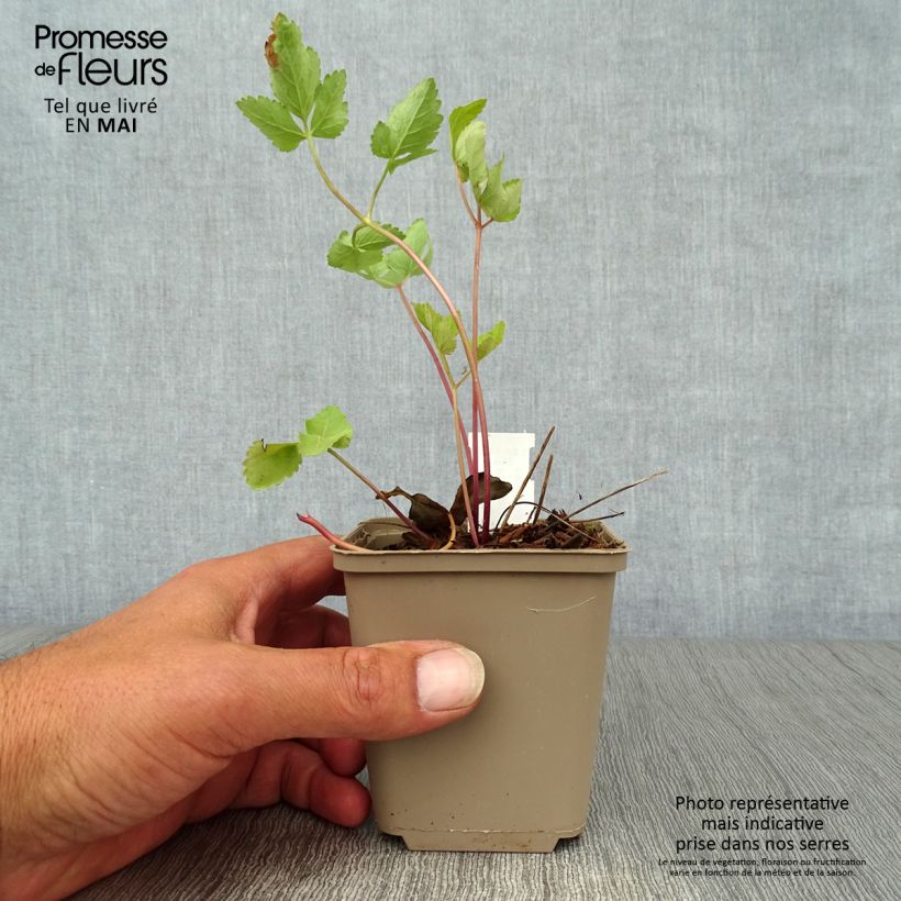 Exemplaar van Peucedanum verticillare - Varkenskervel Kweekpotje van 8/9 cm zoals geleverd in de lente