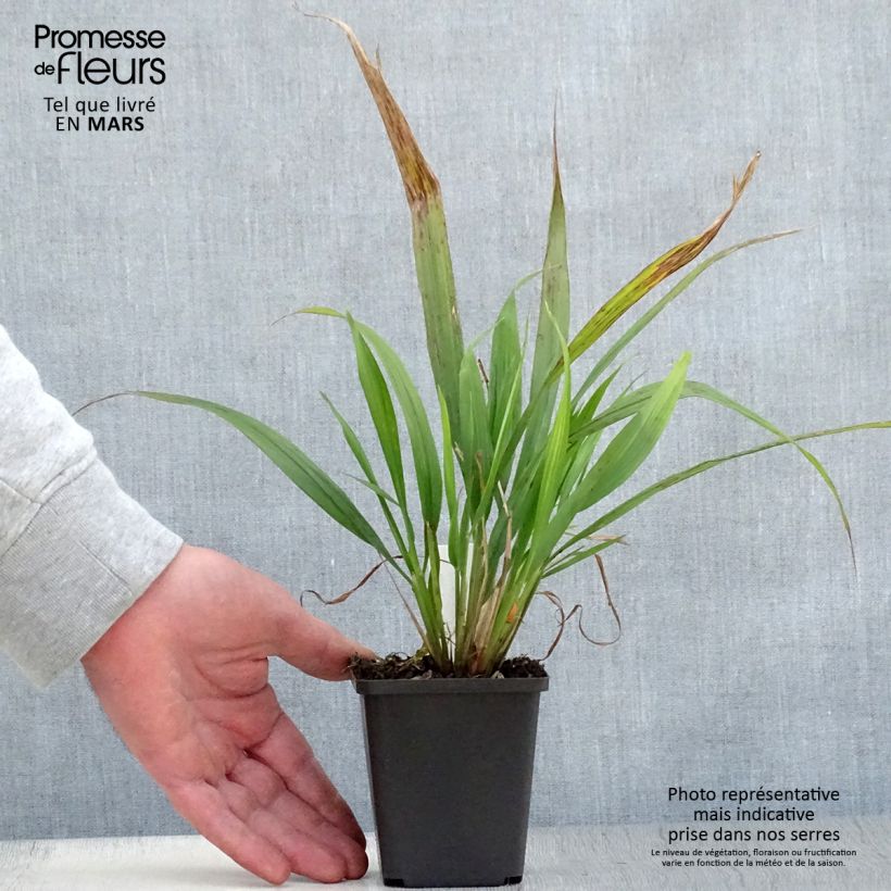 Exemplaar van Phaenosperma globosa Kweekpotje van 8/9 cm zoals geleverd in de lente