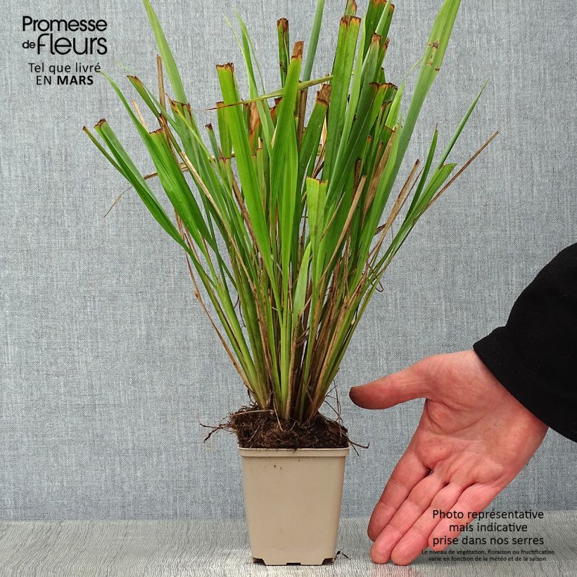 Example of Phaenosperma globosa Kweekpotje van 8/9 cm as you get in hiver