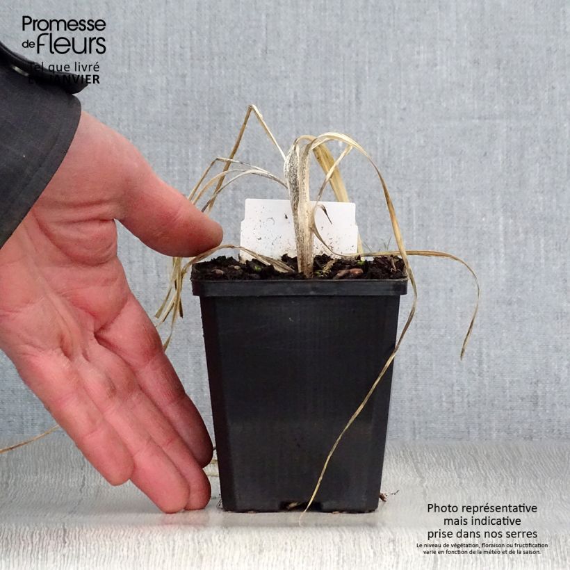 Example of Phalangère à fleurs de lis - Anthericum liliago Kweekpotje van 8/9 cm as you get in hiver