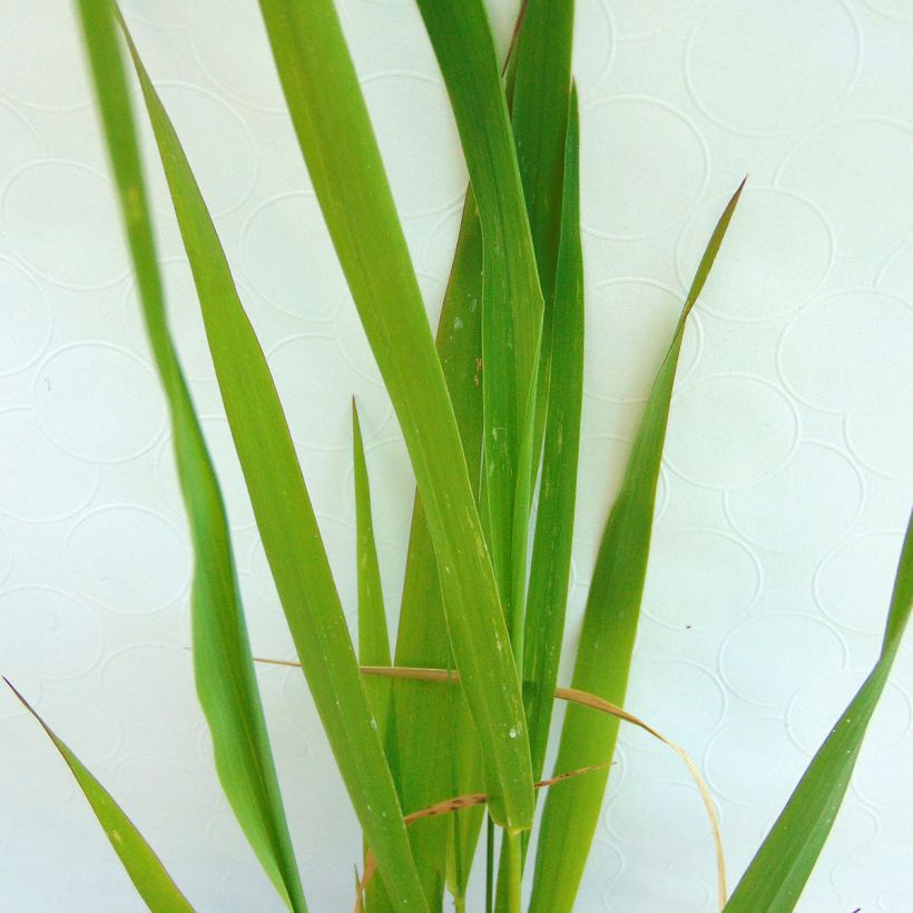 Phalaris arundinacea - Rietgras (Foliage)