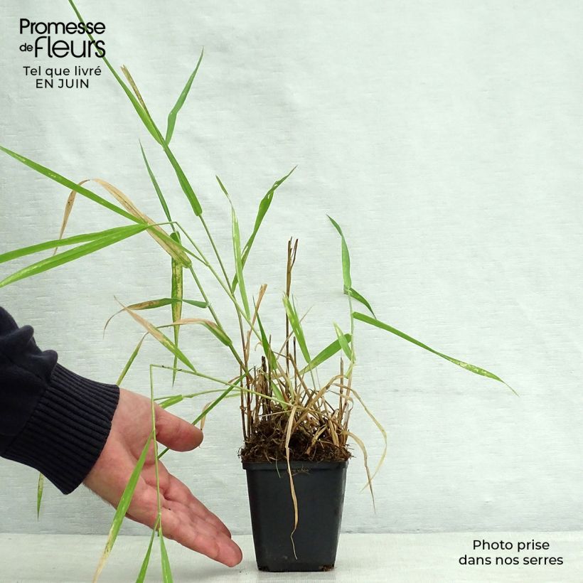 Exemplaar van Phalaris arundinacea - Rietgras Kweekpotje van 8/9 cm zoals geleverd in de zomer