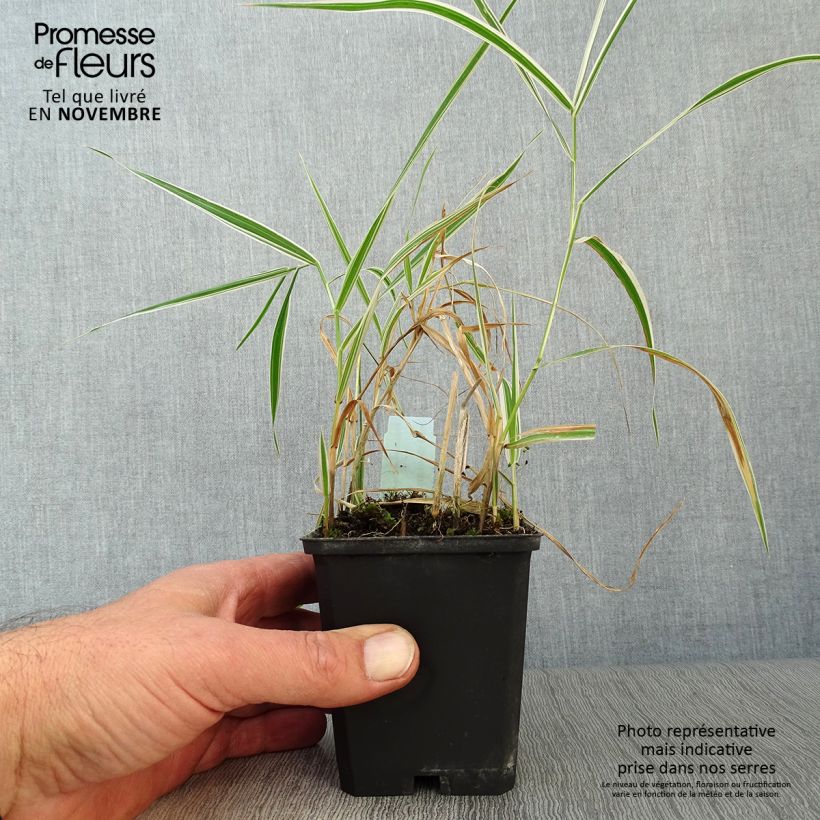 Exemplaar van Phalaris arundinacea Picta - Rietgras Kweekpotje van 8/9 cm zoals geleverd in de herfst