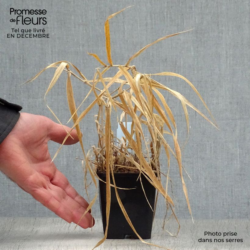 Example of Phalaris arundinacea Picta - Rietgras Kweekpotje van 8/9 cm as you get in hiver