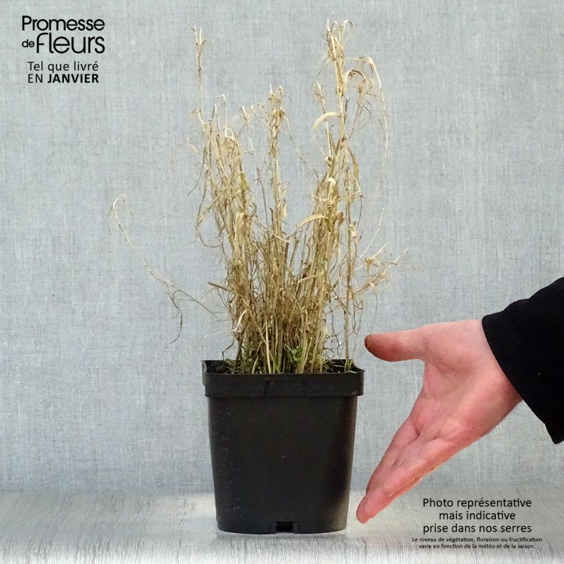 Example of Phalaris arundinacea Picta - Rietgras Pot van 2 l/3 l as you get in hiver