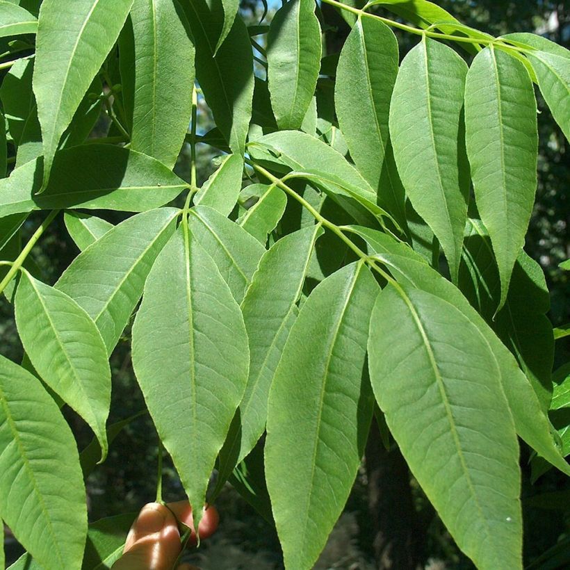 Phellodendron amurense - Kurkboom (Foliage)