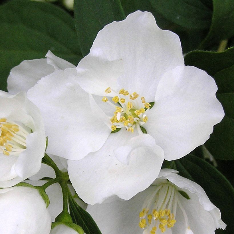 Philadelphus persica Bouquet Blanc - Boerenjasmijn (Flowering)