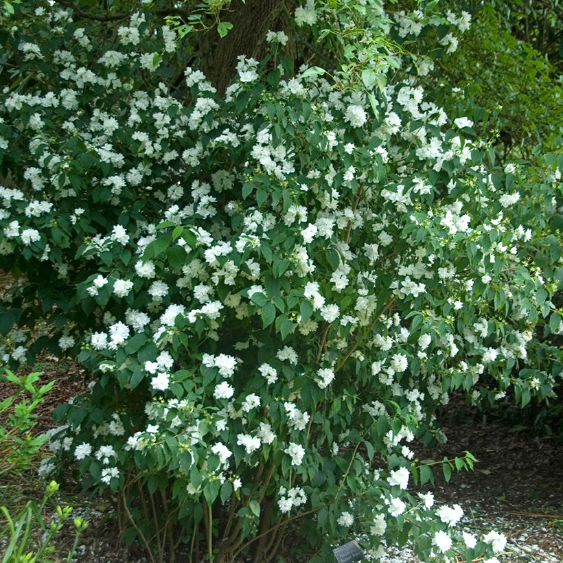 Philadelphus persica Bouquet Blanc - Boerenjasmijn (Plant habit)