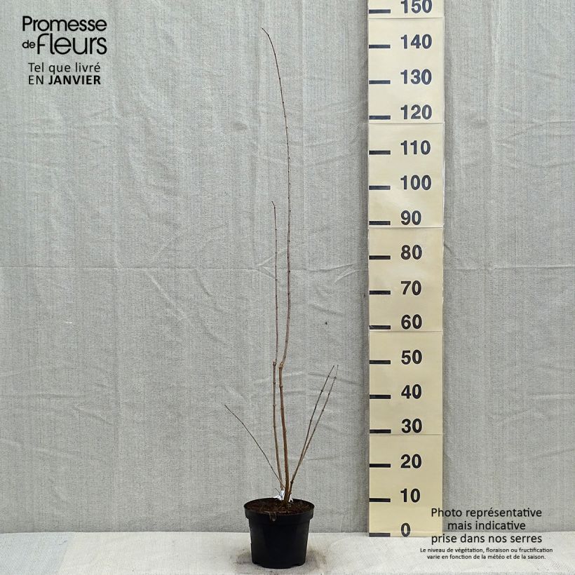 Example of Philadelphus Bouquet Blanc - Seringat Pot van 2 l/3 l as you get in hiver