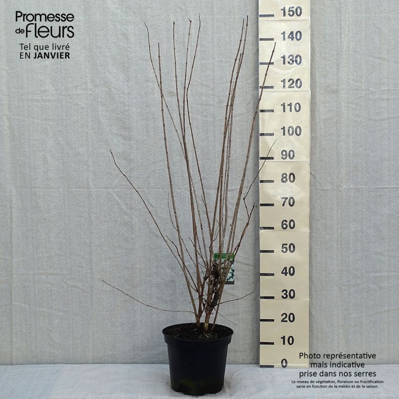 Example of Philadelphus Bouquet Blanc - Seringat Pot van 7,5 l/10 l as you get in hiver