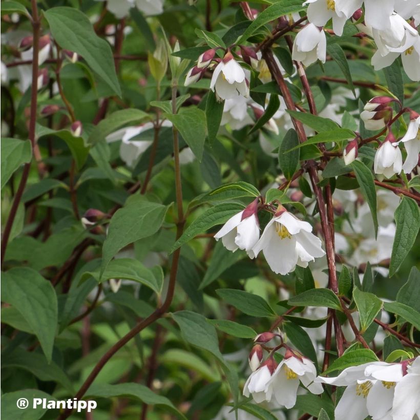 Philadelphus Dainty Lady - Boerenjasmijn (Foliage)